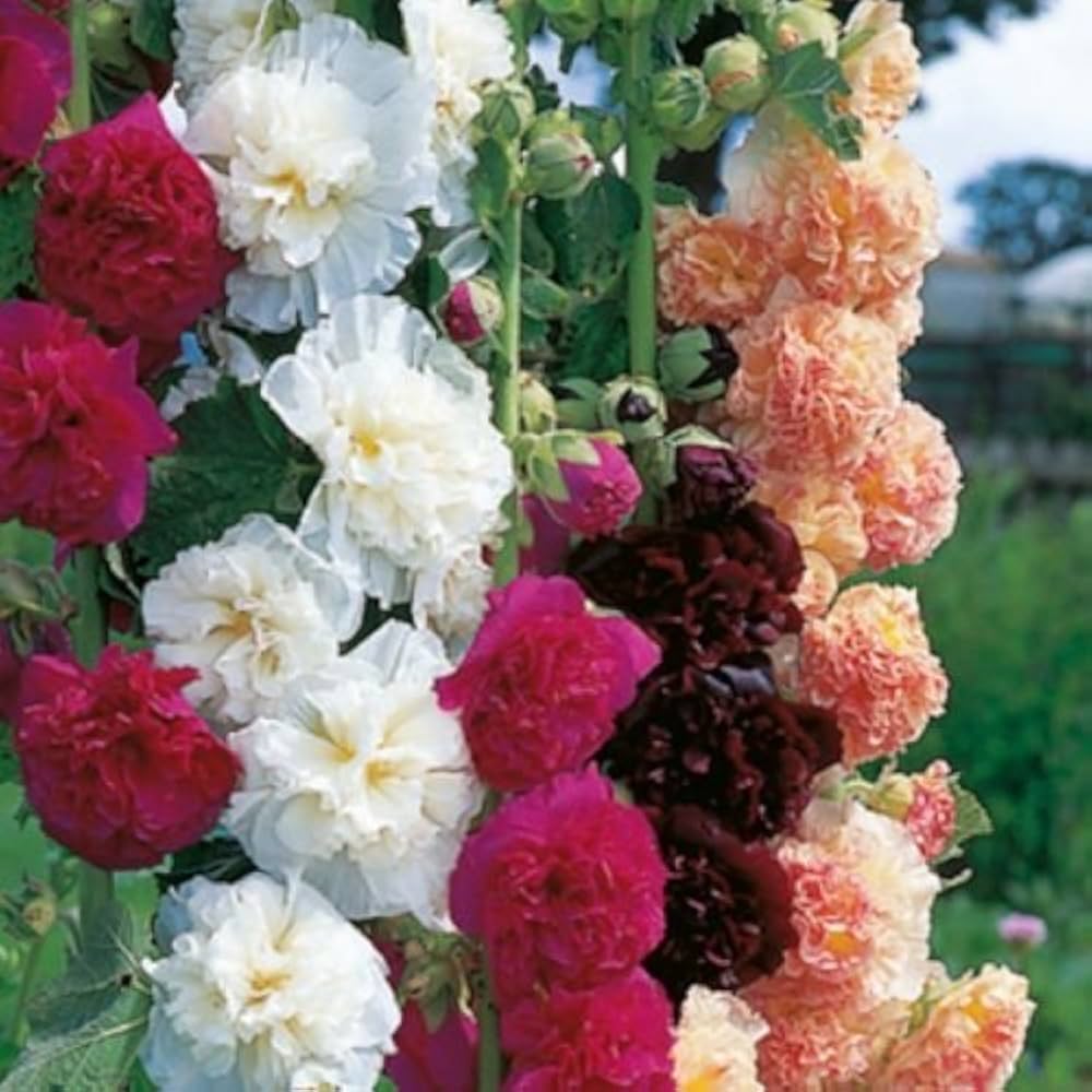 Hollyhock (flower Alcea rosea) for planting in garden